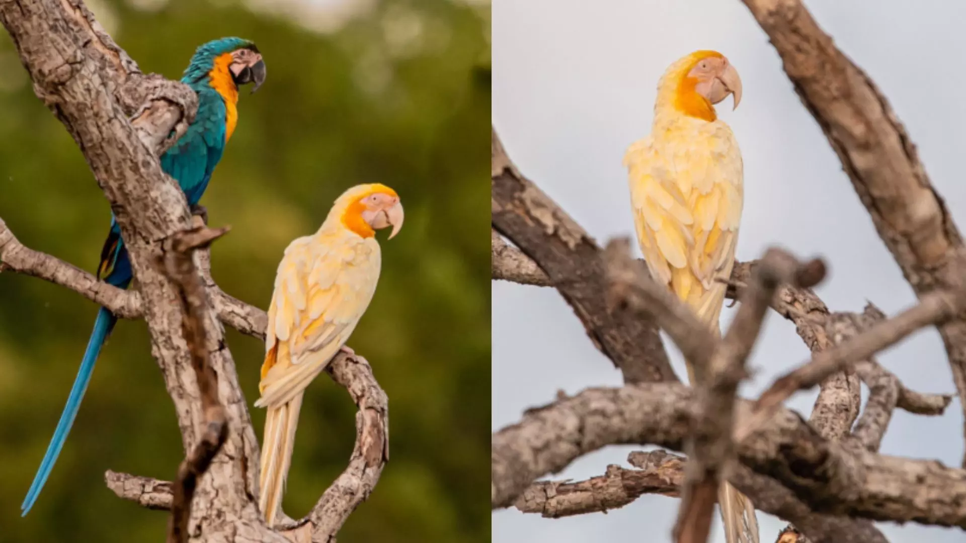 Fotógrafo capta imagens de arara-canindé com lutinismo em paisagem do cerrado