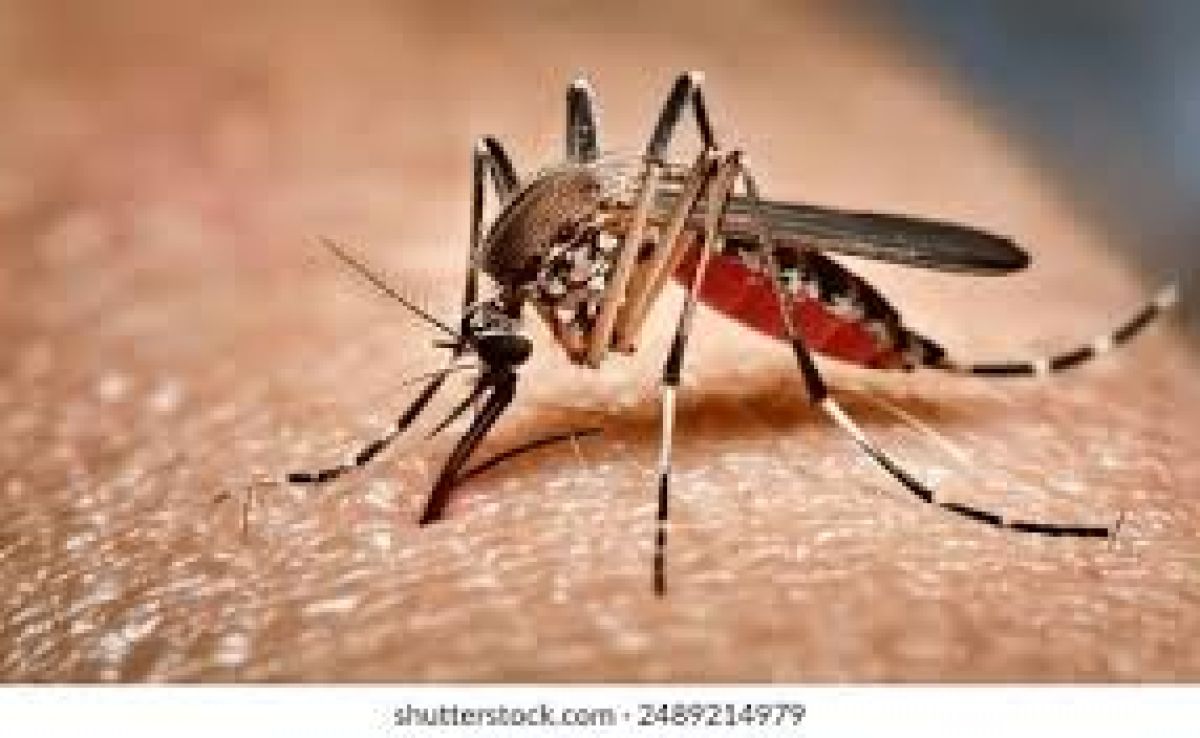 Prefeitura de Alcinópolis adota medidas contra proliferação do Aedes aegypti