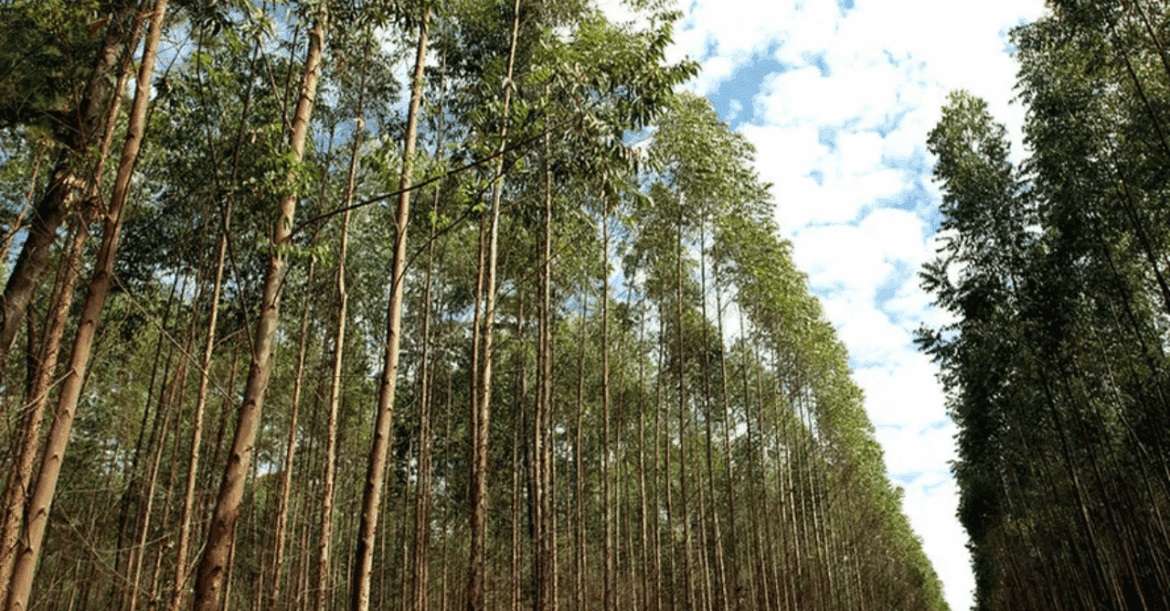 Avanço da celulose impulsiona valorização de terras em Mato Grosso do Sul