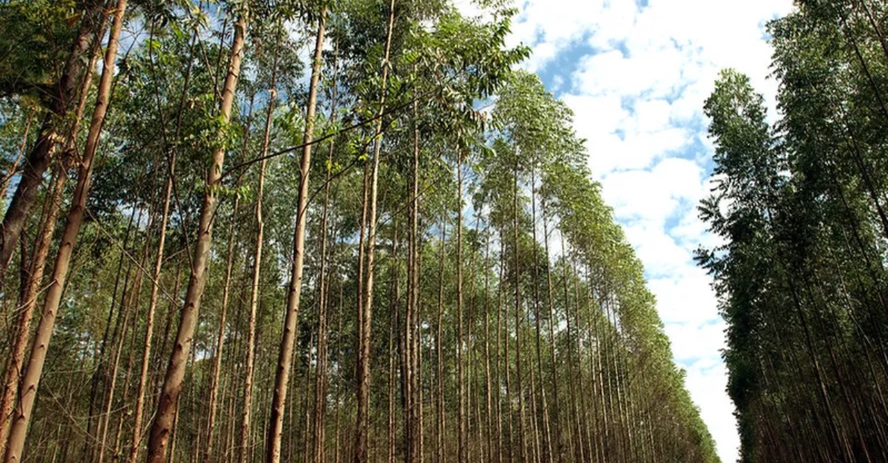 Avanço da celulose impulsiona valorização de terras em Mato Grosso do Sul