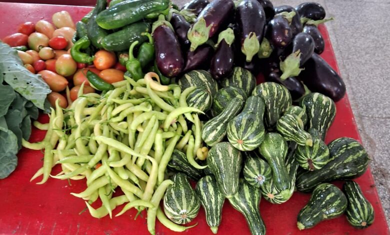 Colheita na Horta do CMEI Brenno Crisóstomo fortalece ensino sustentável e alimentação saudável