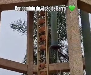 João-de-barro constrói ‘condomínio’ em escada de reservatório abandonado em MS