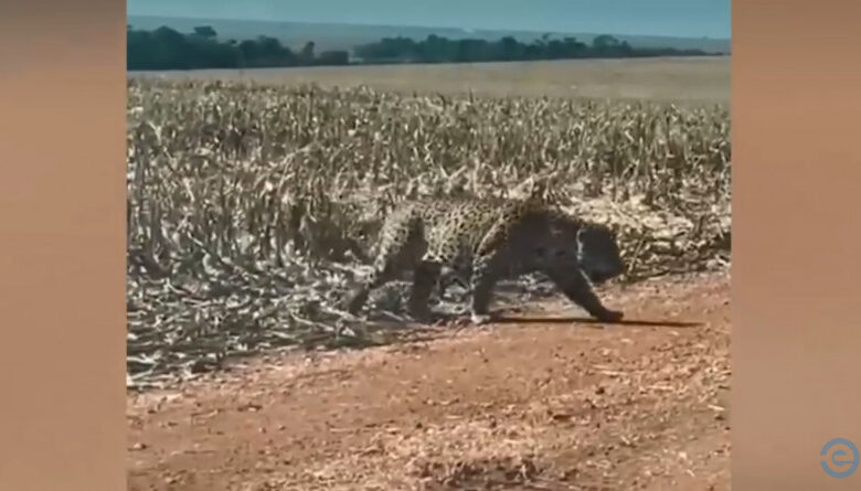 Imagem dramática: Onça-pintada foge de incêndio no Parque Estadual Nascentes do Taquari