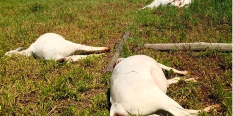 Poste de energia cai e seis vacas morrem eletrocutadas em fazenda de Três Lagoas