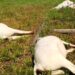 Poste de energia cai e seis vacas morrem eletrocutadas em fazenda de Três Lagoas