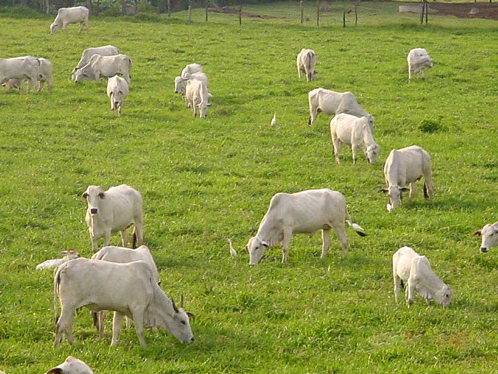 Exemplo para o Brasil: MS lidera recuperação de pastagens e consolida modelo de agropecuária de baixo carbono