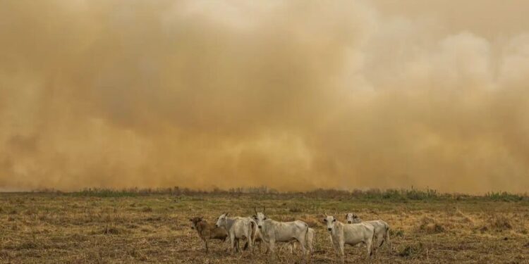 Brasil em chamas: Janeiro registra o dobro de focos de calor da média e acende alerta ambiental