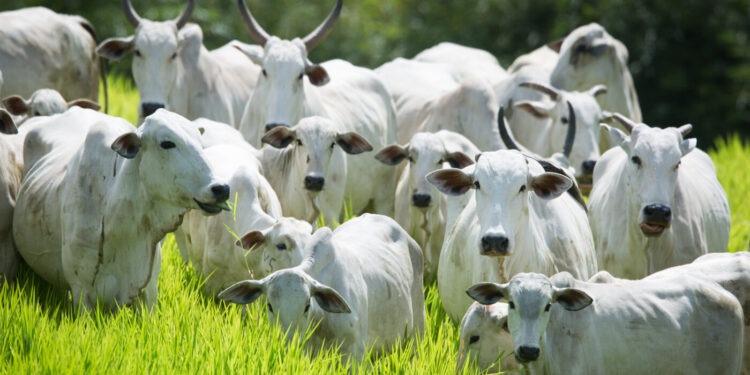 “O Ano da Cria”: Venda de bezerros deve liderar a rentabilidade do agronegócio em 2026