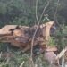 Caminhão que transportava colheitadeira cai na Serra da Alegria, em Rio Verde, e deixa dois mortos
