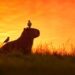 O “Safari Brasileiro” é aqui: Pantanal coloca MS na rota mundial dos melhores destinos de 2026