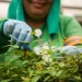 Setor de Papel e Celulose impulsiona geração de empregos formais em Mato Grosso do Sul