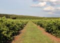 Nova fronteira agrícola: Citricultura injeta R$ 2,4 bilhões e diversifica base produtiva em Mato Grosso do Sul