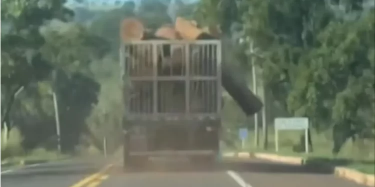 VÍDEO: Carreta percorre a BR-262 com tronco quase caindo na rodovia
