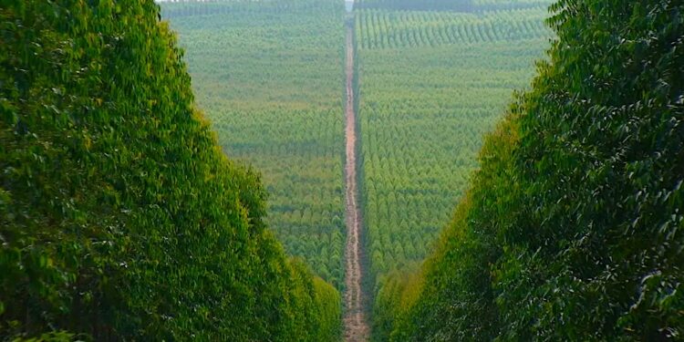 Florestas Plantadas: O “Ouro Verde” do Mato Grosso do Sul na Era da Bioeconomia