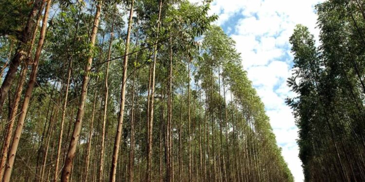 Celulose lidera exportações de Mato Grosso do Sul em janeiro