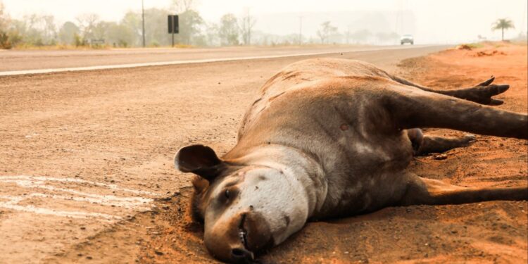 Atropelamentos de animais em MS: quem é responsável pelas mortes nas rodovias?