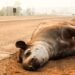 Atropelamentos de animais em MS: quem é responsável pelas mortes nas rodovias?
