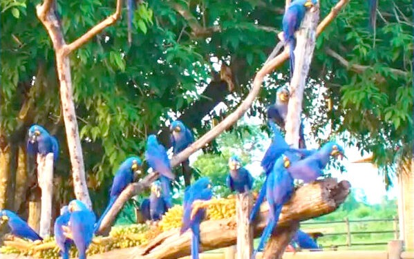 Fotográfo de MS registra ‘árvore’ de araras-azuis no Pantanal: ‘Cena incomum’