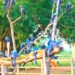 Fotográfo de MS registra ‘árvore’ de araras-azuis no Pantanal: ‘Cena incomum’
