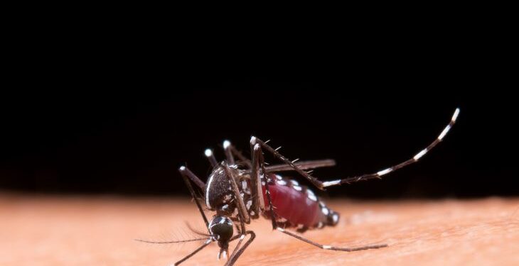Alerta Sanitário em MS: Bonito confirma óbito por Chikungunya e Dourados vive epidemia