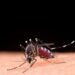 Alerta Sanitário em MS: Bonito confirma óbito por Chikungunya e Dourados vive epidemia