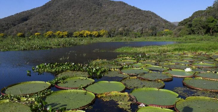 Mato Grosso do Sul é o único estado a implementar todos os instrumentos da governança climática