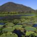 Mato Grosso do Sul é o único estado a implementar todos os instrumentos da governança climática