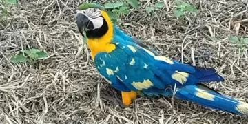 Mistério na Plumagem: Arara com manchas raras é avistada em fazenda de Paraíso das Águas