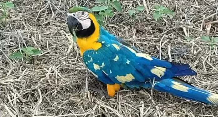 Mistério na Plumagem: Arara com manchas raras é avistada em fazenda de Paraíso das Águas