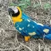 Mistério na Plumagem: Arara com manchas raras é avistada em fazenda de Paraíso das Águas