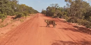 Flagrante na Estrada: Onça-pintada é avistada por motorista na região de Bela Alvorada