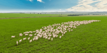 Equilíbrio no Curral: Mercado do boi gordo estabiliza com oferta ajustada à demanda em Mato Grosso do Sul e no Brasil