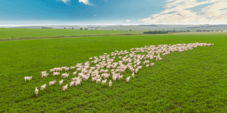 Equilíbrio no Curral: Mercado do boi gordo estabiliza com oferta ajustada à demanda em Mato Grosso do Sul e no Brasil