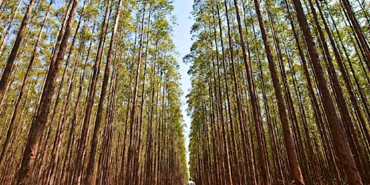 Ouro Verde: Setor florestal deve gerar 24 mil novos empregos e acelerar migração para MS até 2032