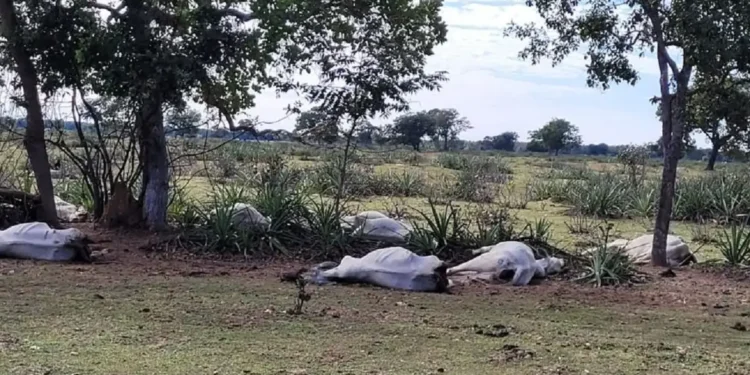 Alerta no Campo: Hipotermia mata 83 bovinos no Sul do estado após queda brusca de temperatura