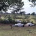 Alerta no Campo: Hipotermia mata 83 bovinos no Sul do estado após queda brusca de temperatura