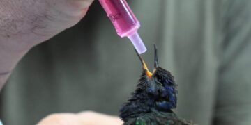 Três Lagoas: centro de animais silvestres recebe aves silvestres apreendidas e filhote de tamanduá resgatado