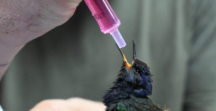 Três Lagoas: centro de animais silvestres recebe aves silvestres apreendidas e filhote de tamanduá resgatado