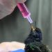 Três Lagoas: centro de animais silvestres recebe aves silvestres apreendidas e filhote de tamanduá resgatado