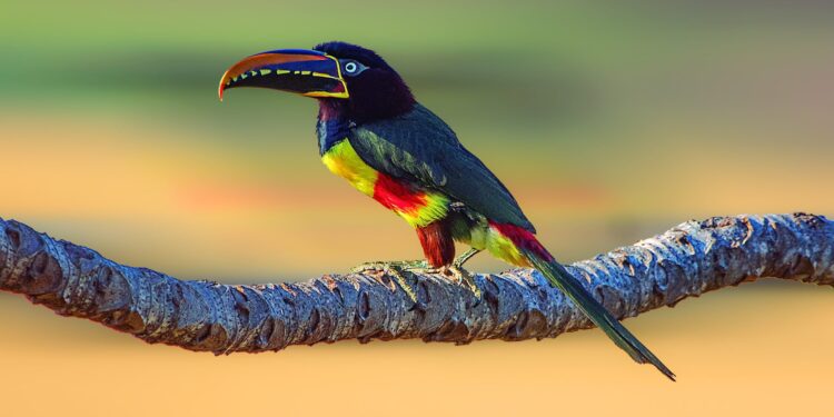 Mato Grosso do Sul leva biodiversidade e experiências de observação de aves ao AVISTAR 2026