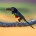 Mato Grosso do Sul leva biodiversidade e experiências de observação de aves ao AVISTAR 2026