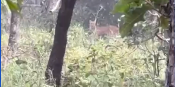 Olhar de Perto: Vaqueiros flagram onça-parda em plena luz do dia em fazenda do interior