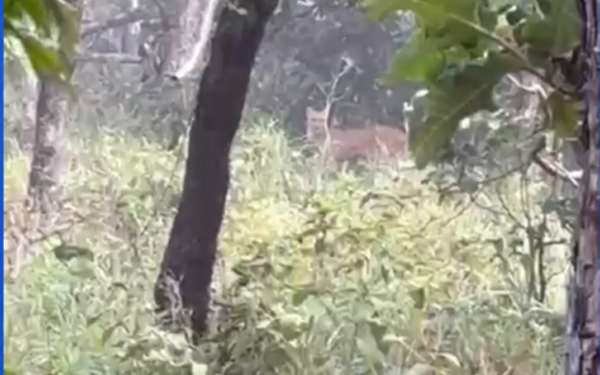 Olhar de Perto: Vaqueiros flagram onça-parda em plena luz do dia em fazenda do interior