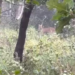 Olhar de Perto: Vaqueiros flagram onça-parda em plena luz do dia em fazenda do interior
