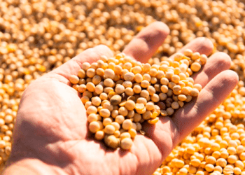 Costa Rica conquista 2º lugar no ranking de produtividade de soja de MS e alcança 76,91 sacas por hectare