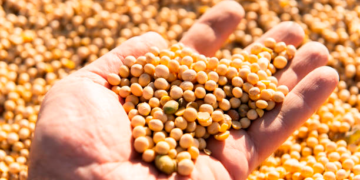 Costa Rica conquista 2º lugar no ranking de produtividade de soja de MS e alcança 76,91 sacas por hectare