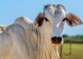 Selo de Ouro na Pecuária: China reconhece Brasil como 100% livre de aftosa sem vacinação e abre as portas para carne com osso e miúdos de MS