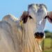 Selo de Ouro na Pecuária: China reconhece Brasil como 100% livre de aftosa sem vacinação e abre as portas para carne com osso e miúdos de MS