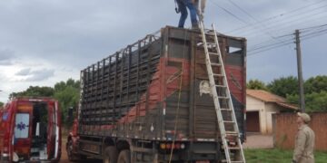 Homem morre após sofrer descarga elétrica e cair de caminhão boiadeiro em fazenda de Alcinópolis