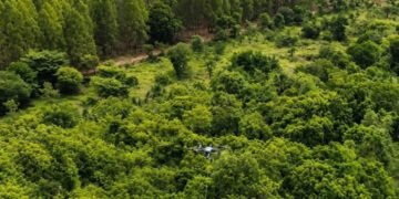 Arauco usa drones para instalar cabos de alta tensão e reduzir impacto ambiental em MS